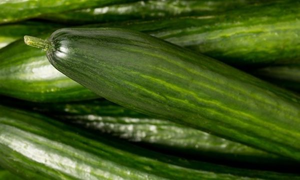 Cucumber from Spain supplied by VALSTAR ESPAÑA - Green Fresh Cucumber