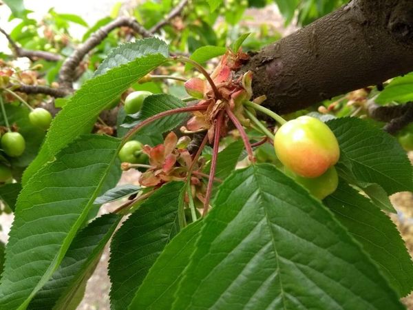 Apple from 칠레 supplied by Exportadora ALSU SPA - 붉은 빛 도는 노란색 신선 사과