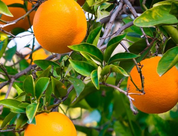 Fresh Orange from Spain supplied by Iberhanse Group - Navel - Chislett Fresh Orange