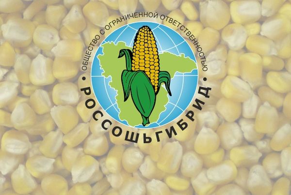 CASCADE 166 ASV from Russia supplied by LLC Rossoshybrid - Yellow Corn Maize (Corn)
