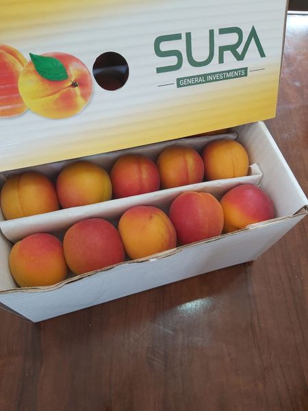 Fresh Apricot from Italy supplied by Sura General Investments - Size: 50-60 mm Fresh Apricot