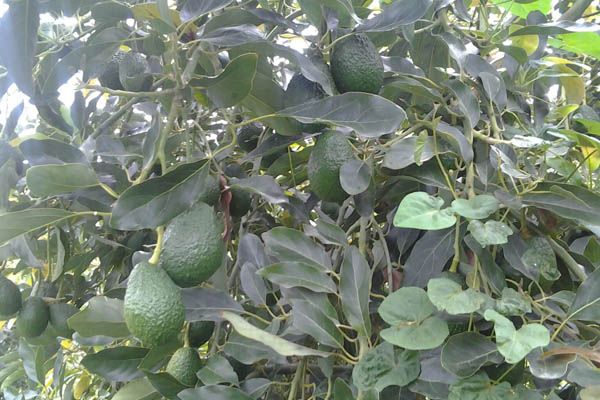 Fresh Avocado from 스페인 supplied by Beyond Filed SL - Whole 신선 아보카도