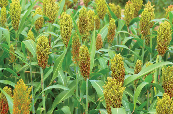 Sorghum from 파라과이 supplied by Volendam Ltda - 수수