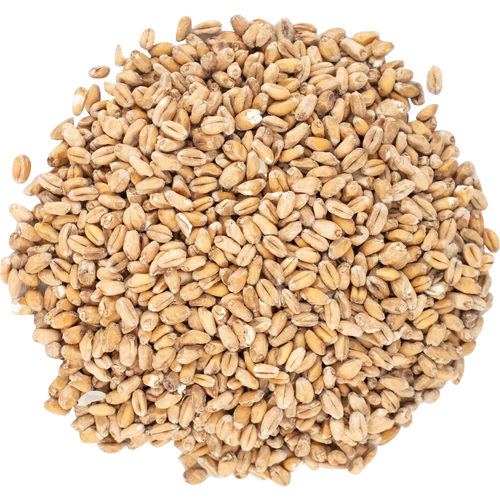 Wheat Malt from 영국 supplied by Thomas Fawcett & Sons, limited - Individually Wrapped (=IW) 밀엿기름