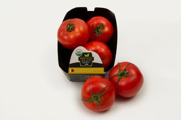 Fresh Tomato from Qatar supplied by Agrico Agriculture Developement - Fresh (=Chilled) Fresh Tomato