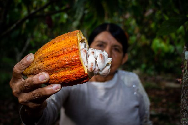 cocoa from Peru supplied by Cooperat. Agr. Cafet. Satipo Ltda - Brown Cocoa Bean
