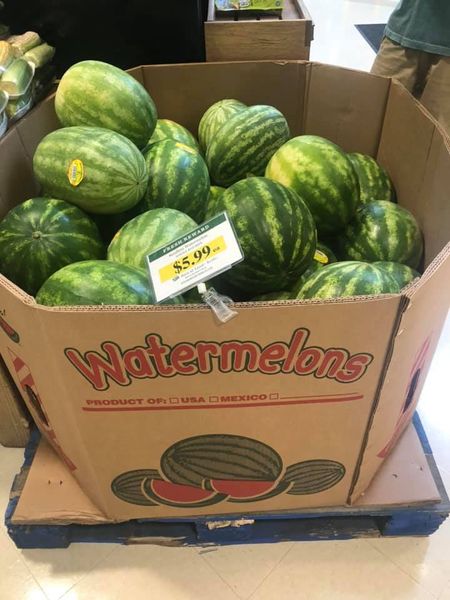 Watermelon from United States supplied by Howell Farming Company - Seedless Fresh Watermelon