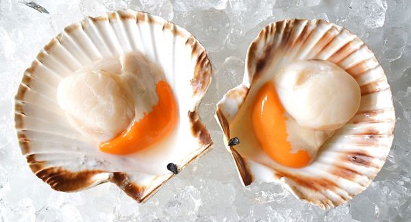 Scallop from 일본 supplied by Yokohama Frozen Co. Ltd - Frozen 냉동 가리비