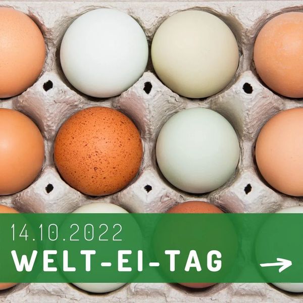 Chicken Egg from Germany supplied by BLF Holding GmbH & Co. KG - Fresh Chicken Egg