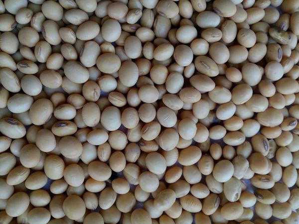 Pigeon Pea from 아랍 에미리트 연합국 supplied by GEO FRESH LLC - Unspecified 말린 비둘기콩