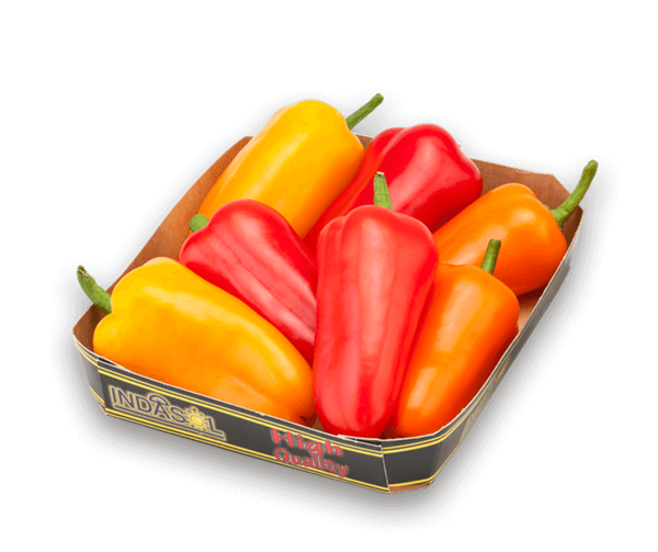 Sweet Bite Pepper from 스페인 supplied by Indasol - Red Kapia Pepper (=Red Capia Pepper) 기타 피망