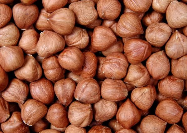 Hazelnut Kernel from 조지아 supplied by Nuts L - Shelled (=Kernel) 헤이즐넛 알맹이