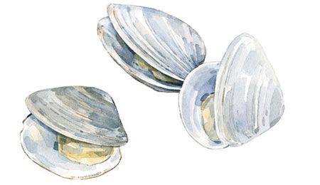 Clams from 벨기에 supplied by Thalassa Seafoods - Whole (=In Shell=Unshucked) 냉동 조개