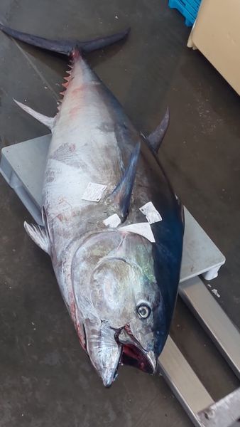 Thunnus obesus from 포르투갈 supplied by CFA - >30 kg 냉동 눈다랑어