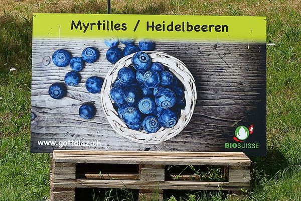 Blueberry from Switzerland supplied by La Gottalaz - Ozarkblue Fresh Blueberry