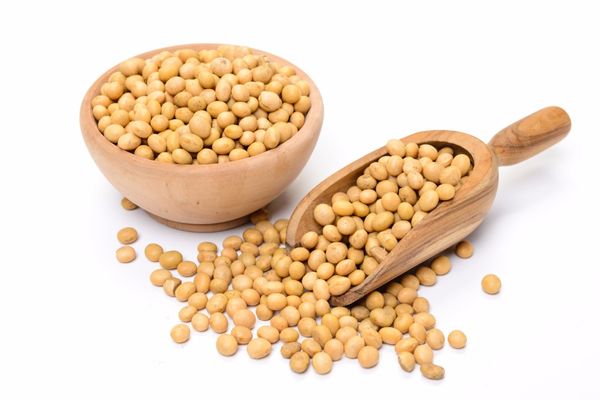 Organic Soybeans from 인도 supplied by INDRAPRASTH FOODS LTD. - Golden Yellow 대두
