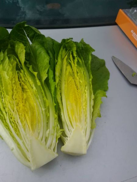 Fresh Chinese Cabbage from 이란 supplied by Safiran Sepehr Paya - No. 1 신선 양배추