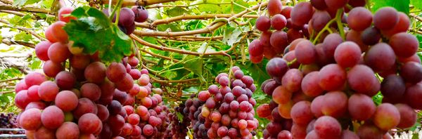 Grape from Chile supplied by Exportadora Fruttita Spa. - Seedless Fresh Grape
