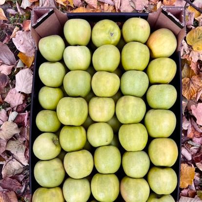 Green Apple from 몰도바 supplied by Domulterra SRL - Green 신선 사과