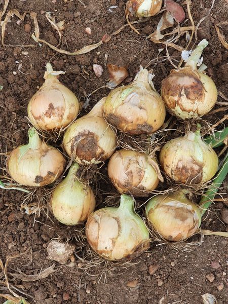 Onion from Spain supplied by INTERSEMILLAS - Raw Fresh Onion