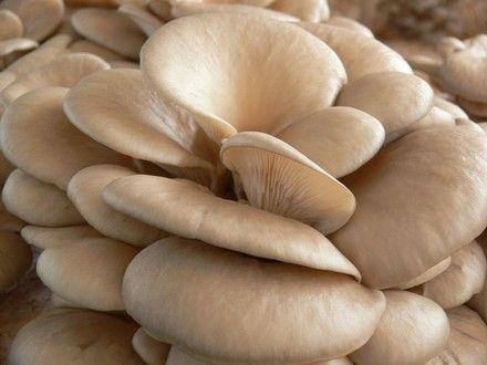 Fresh Oyster Mushroom from 폴란드 supplied by KAGO-rol Gospodarstwo Rolne w Kudypach - Whole 느타리버섯