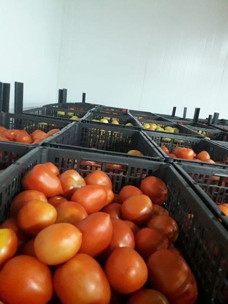 Tomato from 멕시코 supplied by Noroeste Produce - Plum Varieties - Roma (Heirloom) (=Roma VF) 신선 토마토