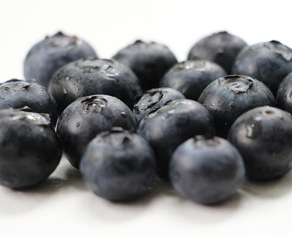 Blueberries from 이집트 supplied by El Roda for Agricultural and Animals Development - Blue 신선 블루베리
