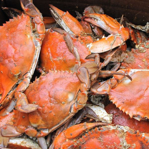 Fresh Crabs from United Kingdom supplied by ROONEY FISH - Fresh (=Chilled=Raw) Fresh Crab