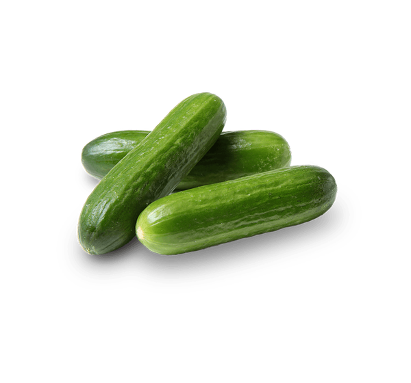 Fresh Cucumber from Israel supplied by Yosef Segalovich LTD - Whole Fresh Cucumber