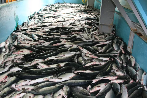 Salmon from Russia supplied by LLC Continent - Polystyrene Box (3kg) (=Styrofoam Box) Salmon