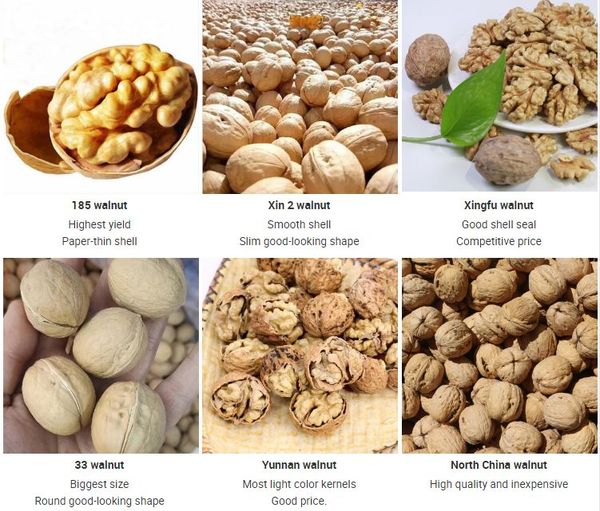 Walnuts from China from 중국 supplied by Hebei Suguo International Trade Co.,Ltd - ≥34mm(=+34mm) 생호두