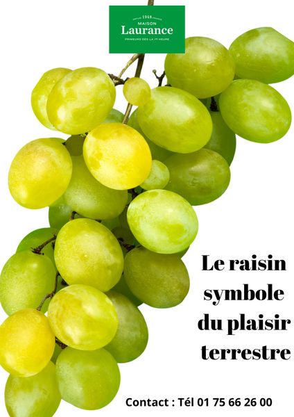 Fresh Grape from France supplied by Laurance primeurs - Seedless Fresh Grape