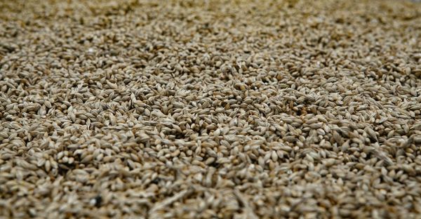 Barley from 미국 supplied by United International - Pearl (=Pearled) 보리