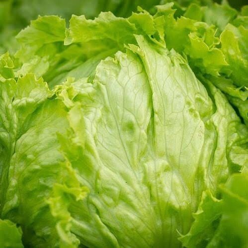 Lettuce from 호주 supplied by Velisha Farms - Conventional 신선 상추