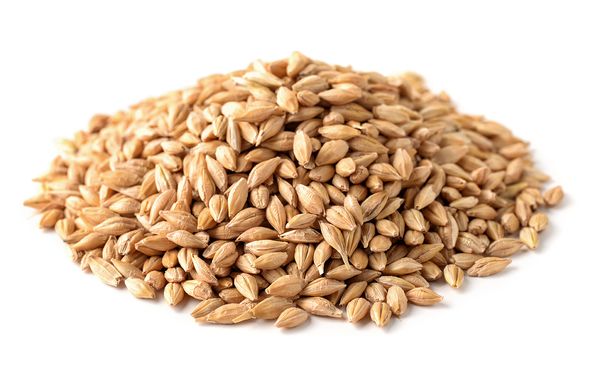 Malt from United States supplied by black lands malt - Munich Malt Barley Malt
