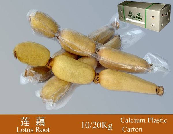 Lotus Root from China supplied by Guangzhou Sunny fresh fruits and vegetables trading co. LTD - Fresh (=Chilled) Lotus Root