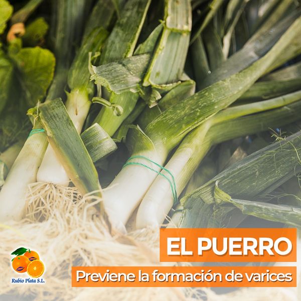 Onion Leeks from 스페인 supplied by Rubio Plata SL - Greens (=Stem and Leaf=Tops) 리크