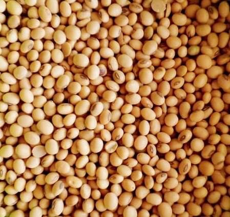 soybean from 가나 supplied by Traderex Ghana Limited - Green 대두