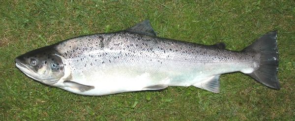 sea ​​trout from Germany supplied by Cux Fisch Ditzer GmbH - Fresh (=Chilled=Raw) Fresh Trout