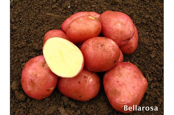 Bellarosa ware potatoes from 헝가리 supplied by EURO SOL Ltd. - Mesh Bags (10kg) (=Net) 신선 일반 감자