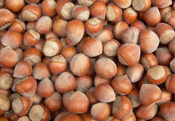 Hazelnut In-Shell from 조지아 supplied by Nuts L - In-shell 헤이즐넛 알맹이
