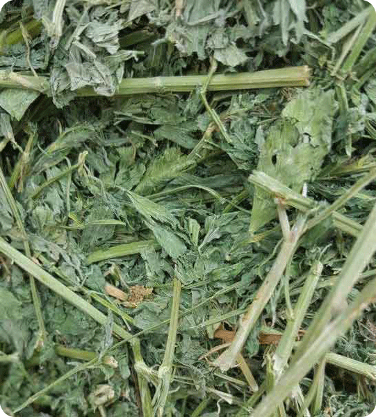 Alfalfa Hay from 미국 supplied by The Gombos Company - 전체 베일 건초