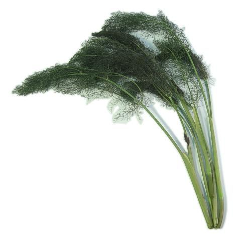 Fennel from 미국 supplied by Coosemans Atlanta Inc - Bronze 펜넬