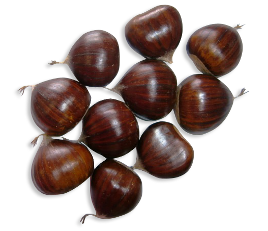 Fresh Whole Chestnut from 그리스 supplied by AGRICULTURAL COOP. OF ZAGORA PILION - In-shell 밤 알맹이
