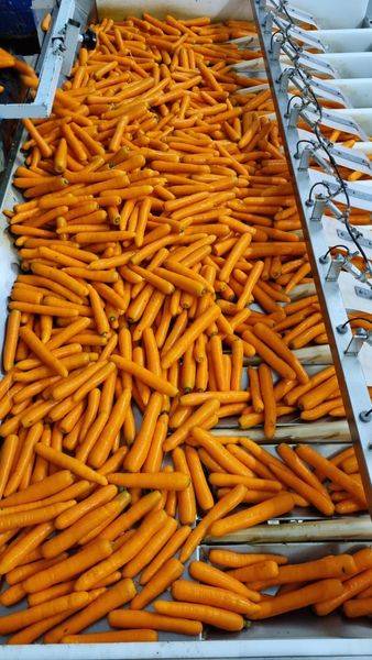 Fresh Carrot from Poland supplied by GTC Agro sp. z o.o. - Size: 22-40 mm Fresh Carrot