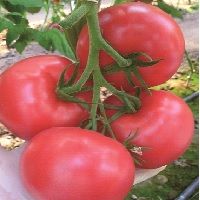 Tomatoes from 러시아 supplied by LLC Prigorodniy - Red 신선 토마토