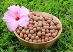 Macadamia from United States supplied by hawaii's best mac nuts - Whole Kernel Macadamia Kernel