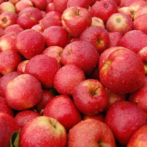 Fresh Apples from 폴란드 supplied by FRESH FRUIT SERVICES M&M Hermanowicz, A.Ryckaert Sp.J. - Spartan 신선 사과