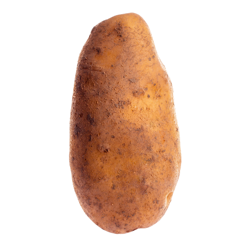 Nicola Potato from Netherlands supplied by Vangendt Aardappelen - Long Fresh Common Potato