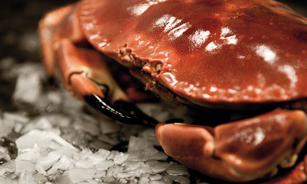 fresh crab from 영국 supplied by Macduff Shellfish (Scotland) Ltd - Claw 냉동 게